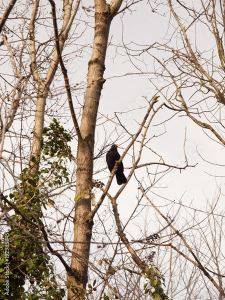 Fototapeta close up of male blackbird resting in bare branches of tree winter spring