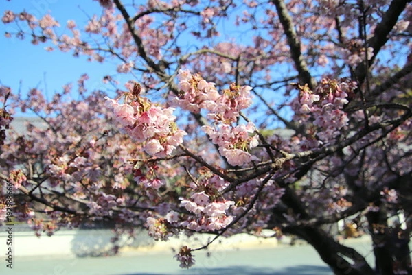 Obraz 福岡県宗像市の鎮国寺の熱海桜