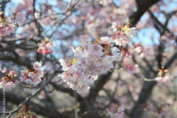 Obraz 福岡県宗像市の鎮国寺の熱海桜
