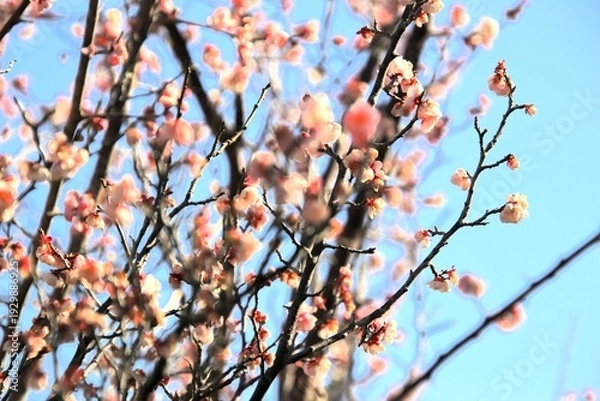 Fototapeta 福岡県宗像市の鎮国寺の熱海桜