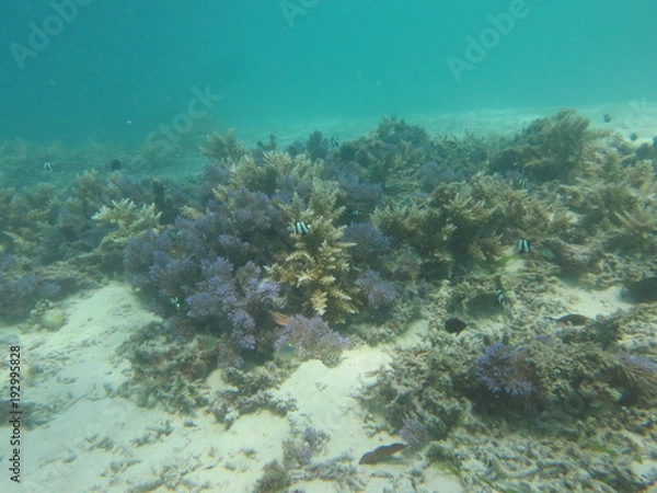 Fototapeta 珊瑚と魚