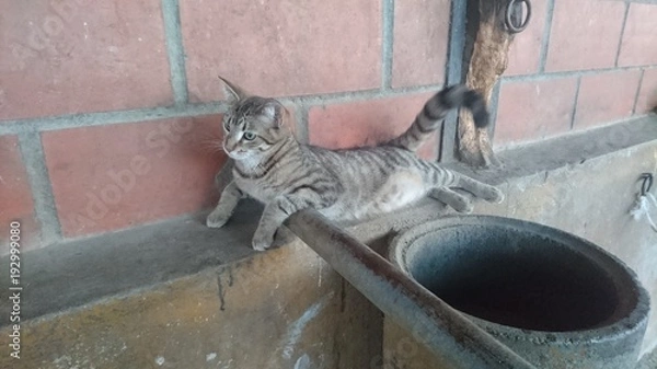 Obraz chat allongé chaton mur jeu 