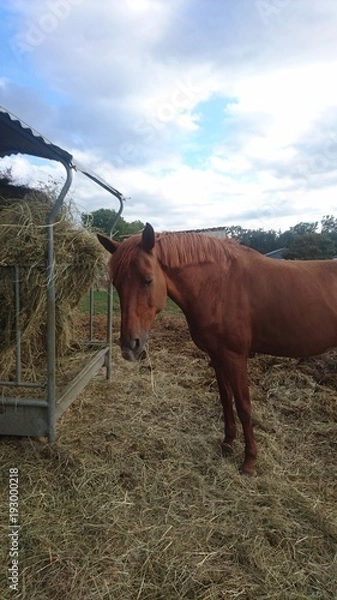Obraz cheval équitation alezan foin 