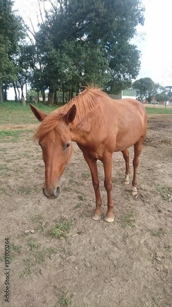 Obraz cheval équitation alezan 