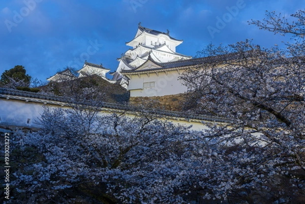 Obraz ライトアップされた姫路城　兵庫県姫路市にて