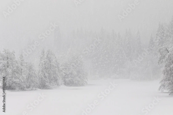 Fototapeta winter at the frozen lake in the forest, the snowstorm makes the forest almost unvisible