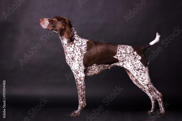 Obraz German shorthaired pointer