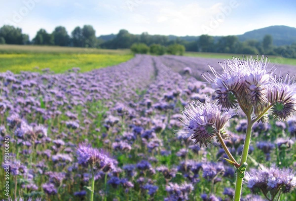 Obraz phacelia field