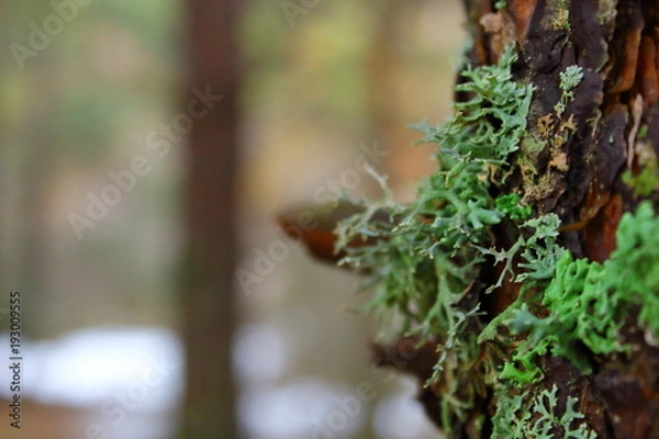 Obraz Liquen sobre corteza