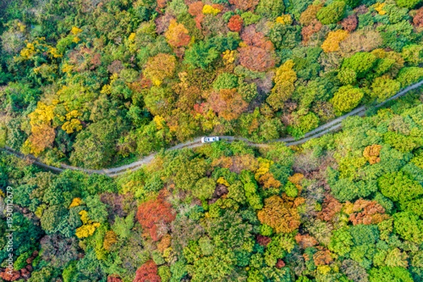 Obraz 가을 단풍숲과 임도