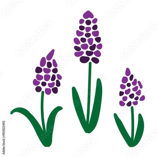 Obraz 春の紫色の花のイラストセット ムスカリ ラベンダー ヒヤシンス