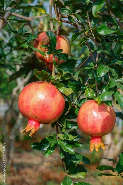 Obraz 빨갛게 익은 석류과일