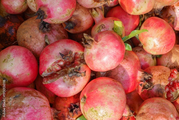 Obraz 빨갛게 익은 석류과일