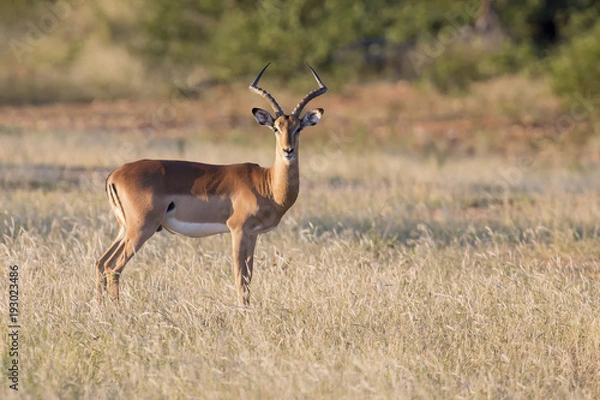 Obraz One large impala ram feed on a grassy plain