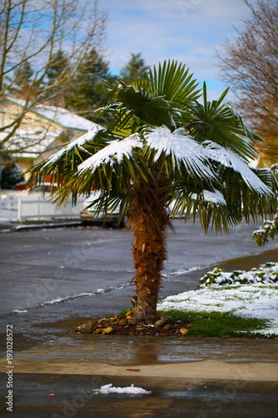 Obraz Leavs of Palm Trees Covered with Snow at Early Spring Time Unusual Weather at Portland Oregon USA