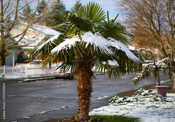 Obraz Leavs of Palm Trees Covered with Snow at Early Spring Time Unusual Weather at Portland Oregon USA