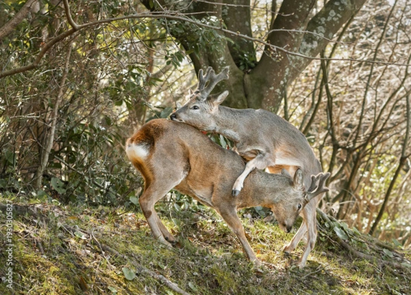 Fototapeta 수컷 노루
