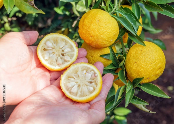 Obraz 노랗게 익은 유자의 단면