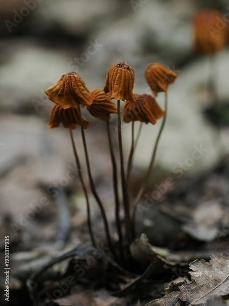 Obraz 茶色のきのこ