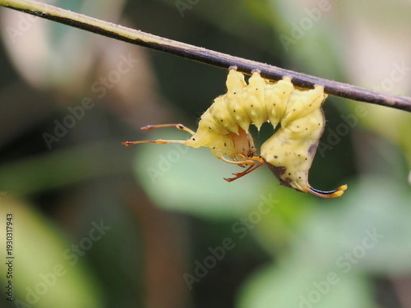 Obraz 枝にぶら下がる黄色のイモムシ