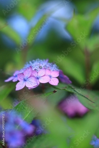 Obraz アジサイの花