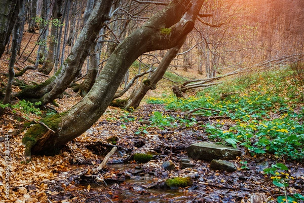 Obraz Mysterious forest in wet weather sunlit. Dramatic scene. Location place Carpathian National Park, Ukraine, Europe. Warm toning effect.