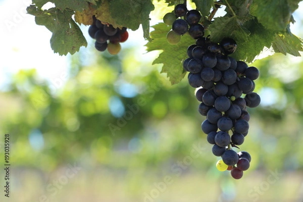 Obraz Klaster winogronowy Malbec