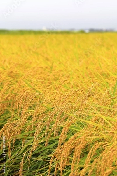 Obraz 秋の田園風景