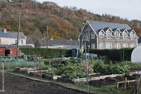 Fototapeta allotment