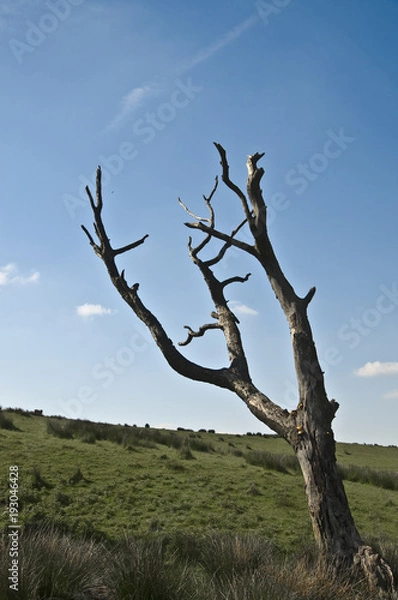 Fototapeta landscape