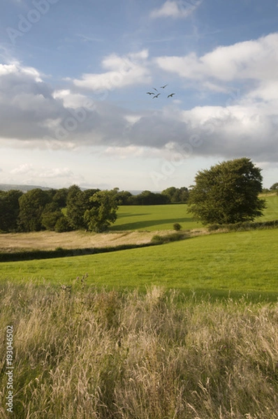 Fototapeta landscape