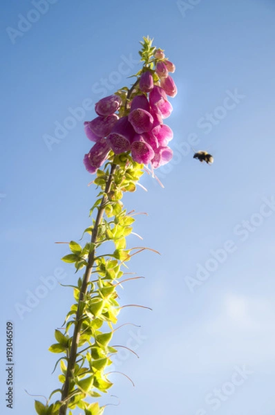 Fototapeta landscape