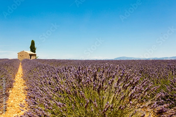 Fototapeta Panoramic view of lavender fields with lonely house in Provence, France