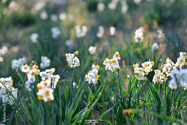 Obraz 早春の公園に咲く水仙