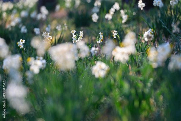 Obraz 早春の公園に咲く水仙