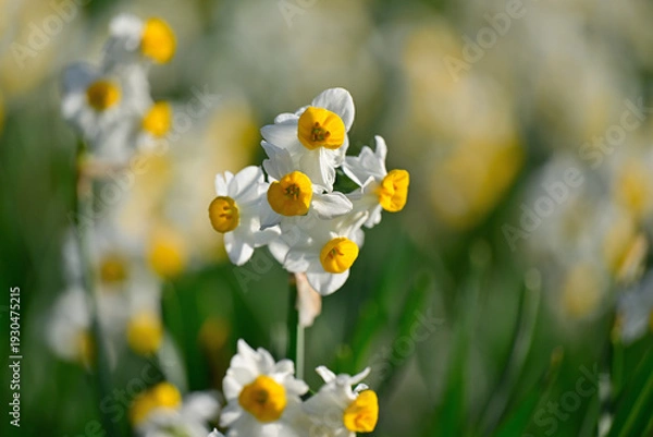 Obraz 早春の公園に咲く水仙