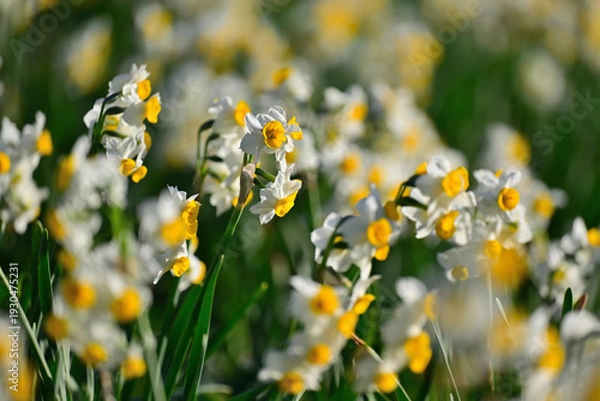 Obraz 早春の公園に咲く水仙