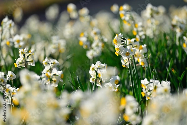 Obraz 早春の公園に咲く水仙