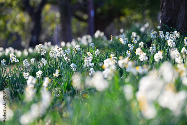 Obraz 早春の公園に咲く水仙