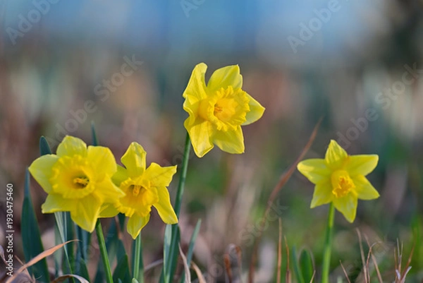 Obraz 早春の公園に咲く水仙