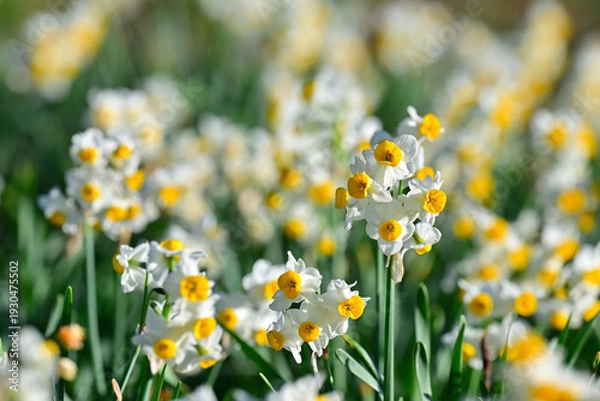 Obraz 早春の公園に咲く水仙