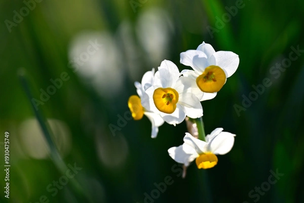 Obraz 早春の公園に咲く水仙