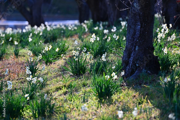 Obraz 早春の公園に咲く水仙