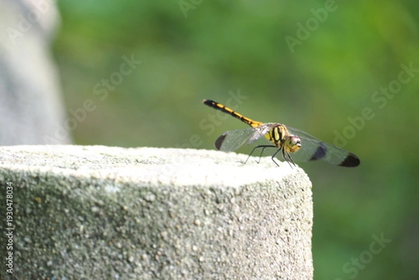 Obraz 生物　自然　虫　風景　羽