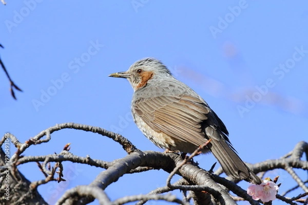 Obraz 河津桜に止まるヒヨドリ