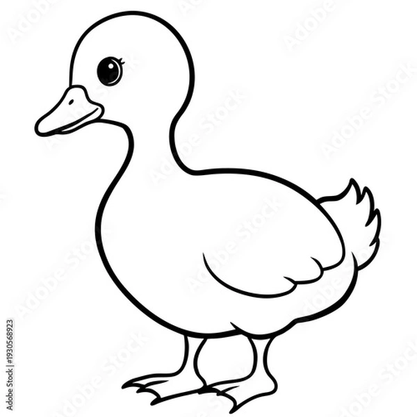 Obraz duck isolated on white background