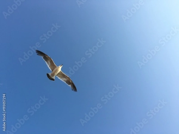 Fototapeta Flying Seagull