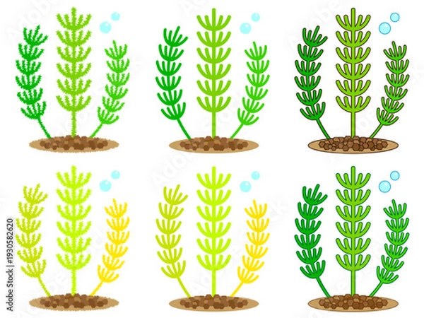 Obraz マツモの水草イラスト素材セット