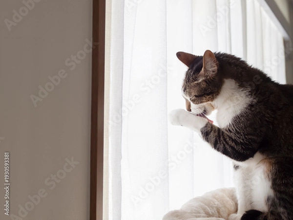 Obraz 窓際で毛づくろいをする猫