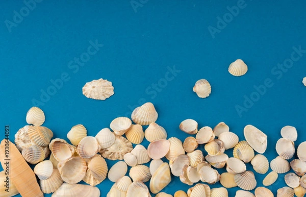 Fototapeta Seashell pattern top view. Sea shells textured background